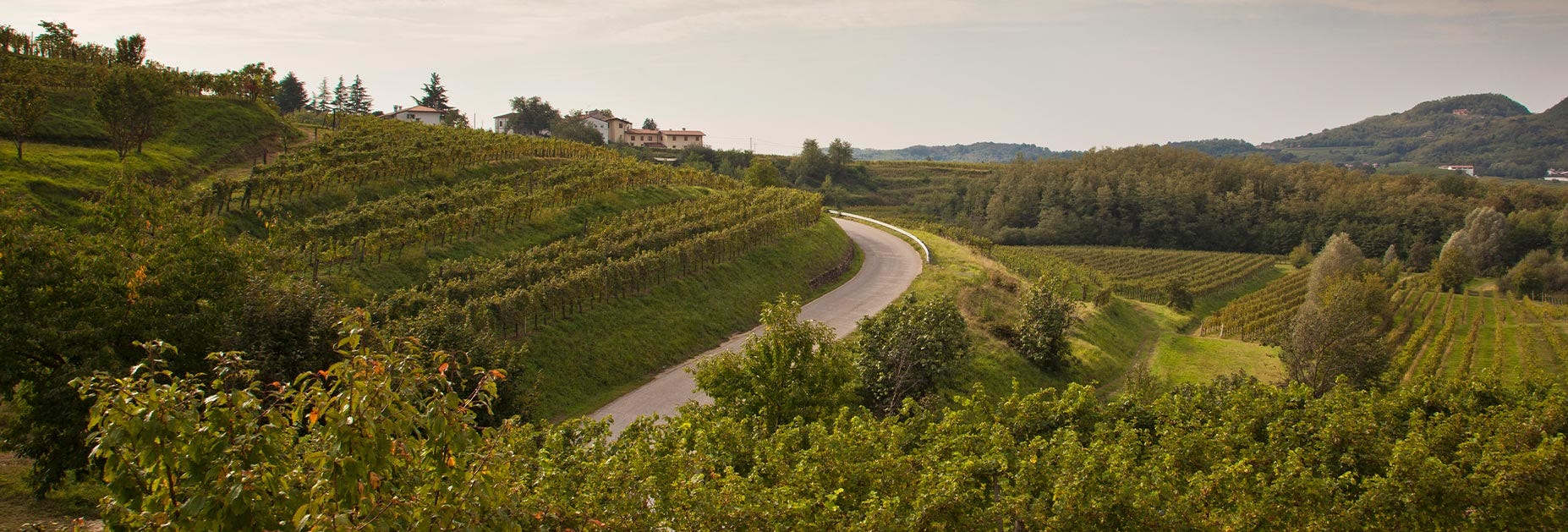 Hügelige Landschaft rund um das Weingut von Eugenio Collavini
