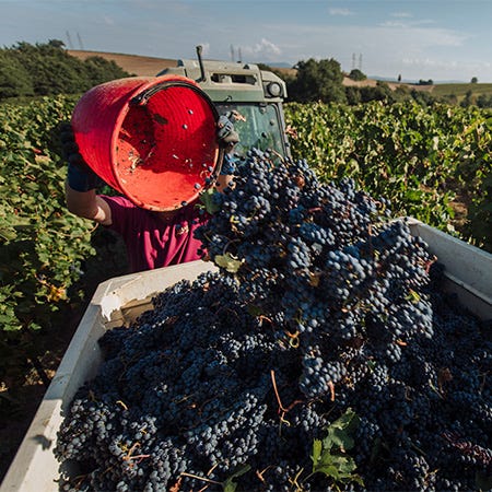 Geerntete Trauben werden für den Transport in den Weinkeller bereitgemacht