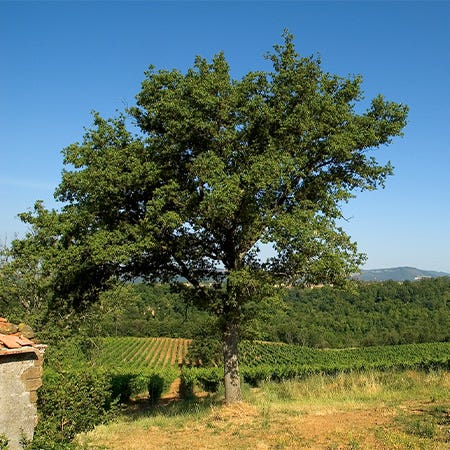 Grosser Baum inmitten der Rebbergen des Weinguts Aldobrandesca