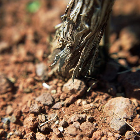 Lehmiger Boden für die Rebstöcke des Weinguts Aldobrandesca in der Toskana