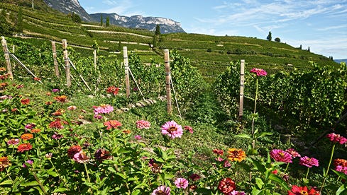 Das Südtirol zeigt seine ganze Pracht was die Blumenwelt sowie die Weinwelt anbelangt
