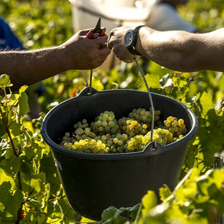 Weisse Trauben werden auf dem Weingut La Chablisienne gelesen
