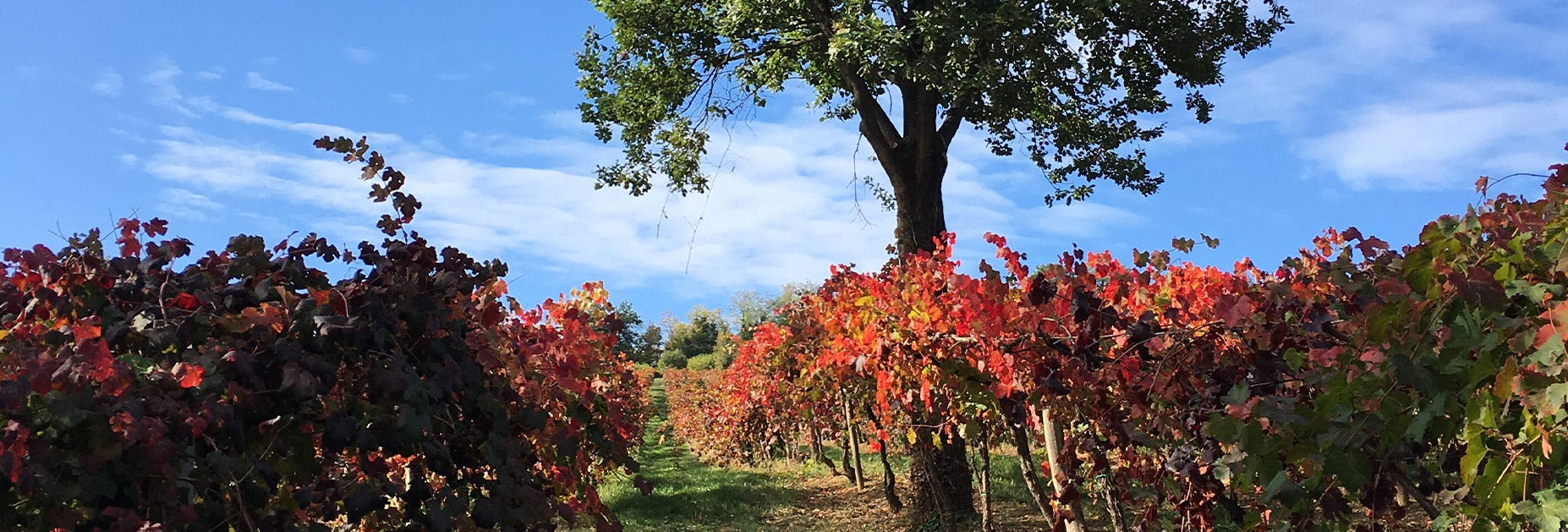 Die Herbststimmung läutet das Ende der Weinsaison ein