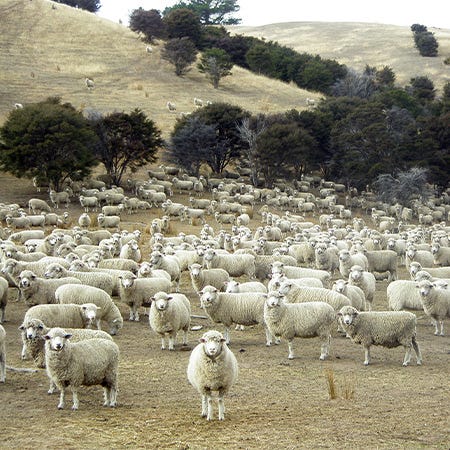 Weisse Schafe weiden auf den Wiesen Neuseelands, dem zweiten Weingut von Lodovico Antinori
