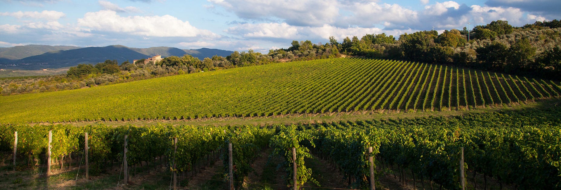 Blick über die weiten Reben des Weingutes Pèppoli in der Toskana