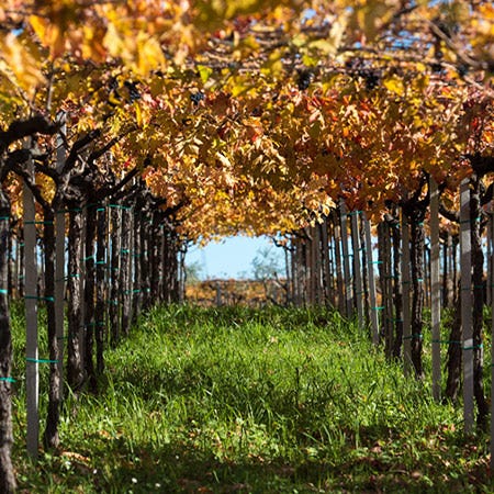 Herbststimmung in den Weinbergen von Umani Ronchi in den Abruzzen