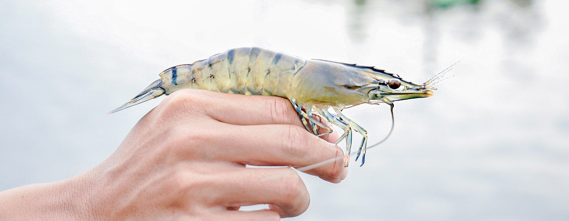 Nachhaltige Shrimps