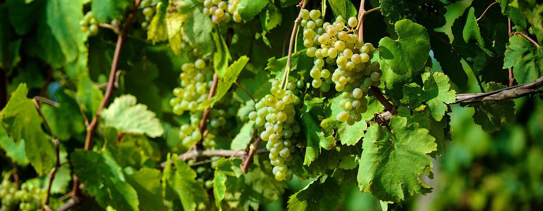 Sorten-ABC: Fiano